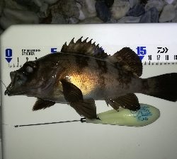 ナイトメバリング