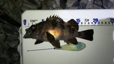 ナイトメバリング