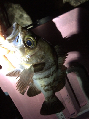 泉南サーフゲーム