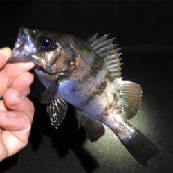 メバリング好調