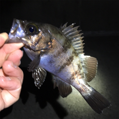 メバリング好調