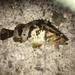 親父たちの釣行‼️