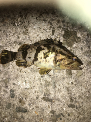 親父たちの釣行‼࿠…