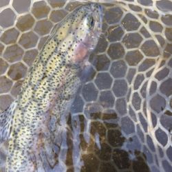 エリアトラウト