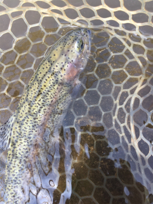 エリアトラウト