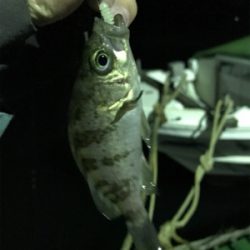 生口島ライトゲーム②