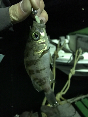 生口島ライトゲーム②