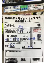 今年初アオリイカ