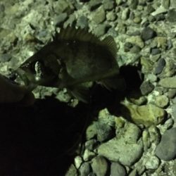 アジングの予定が