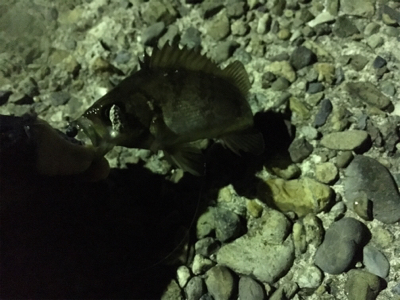 アジングの予定が