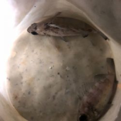 夫婦メバリング