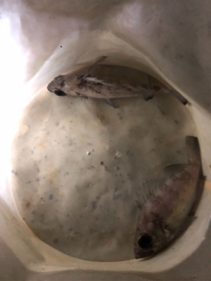 夫婦メバリング