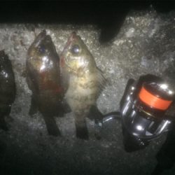 久しぶりのメバル