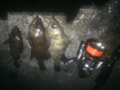 久しぶりのメバル