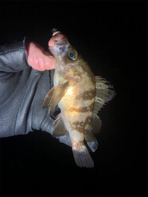 そろそろアジがいるかな〜と思って