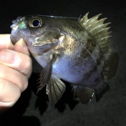 春本番のメバリング