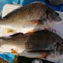 お花見前のプチチニング