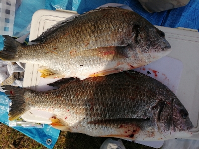 お花見前のプチチニング