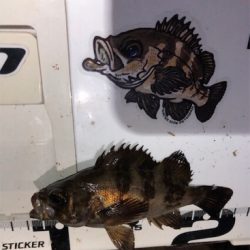 メバソイメバメバ