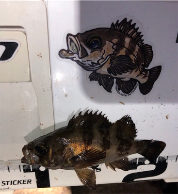 メバソイメバメバ