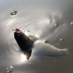 エリアトラウト