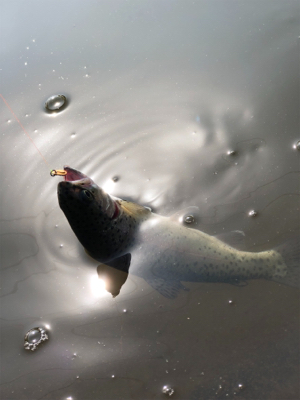 エリアトラウト