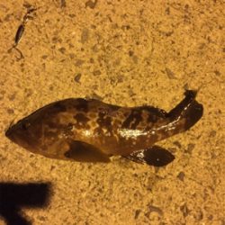 久しぶりのメバル！