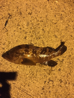 久しぶりのメバル！