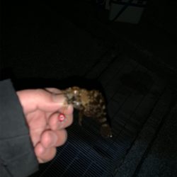 ランガンメバリング