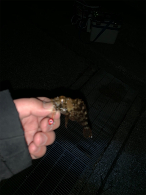 ランガンメバリング