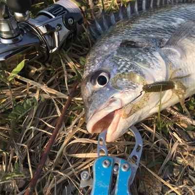 淀川ブリームゲーム もうすぐ春かな？