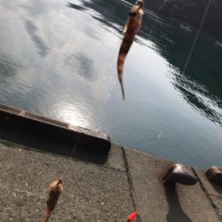 キスの投げ釣り