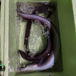 クロアナゴ大漁！笑