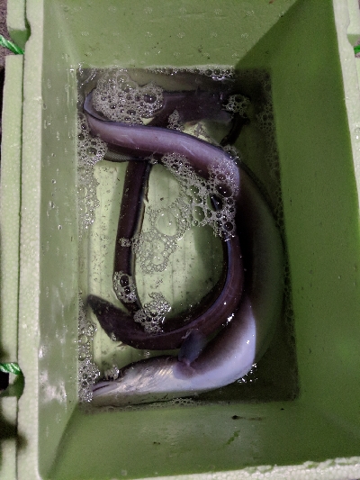 クロアナゴ大漁！笑