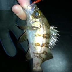 夕まずめメバリング