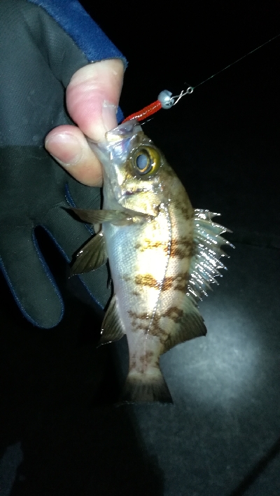 夕まずめメバリング