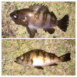 アジンガー1855〜1935