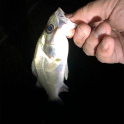 サーフメバリング