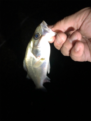 サーフメバリング