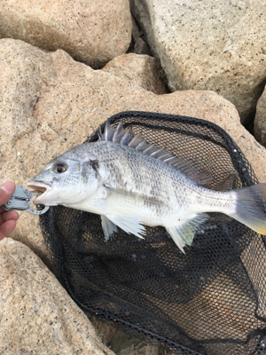 爆風黄チニング