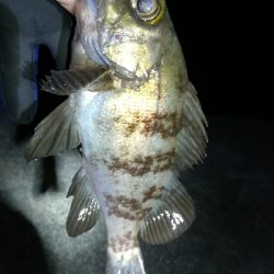 ナイトメバリング