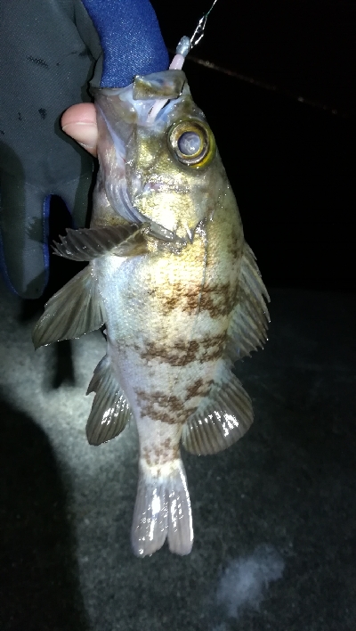 ナイトメバリング