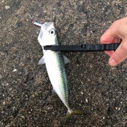 メタルジグでサバ