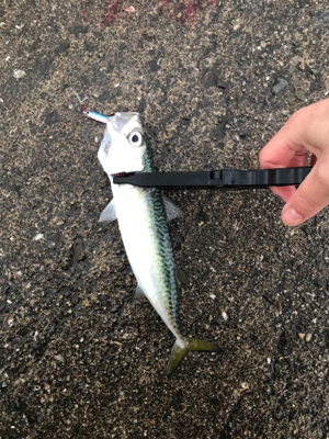 メタルジグでサバ