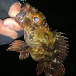 ショートバイト？