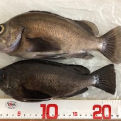 シャローメバリング