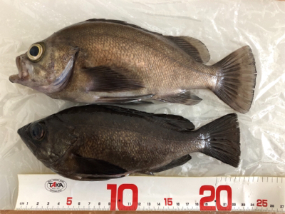 シャローメバリング