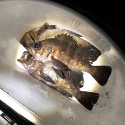 ちびっ子フィーバー