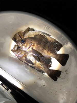 ちびっ子フィーバー