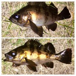 メバリンガー1830〜1930